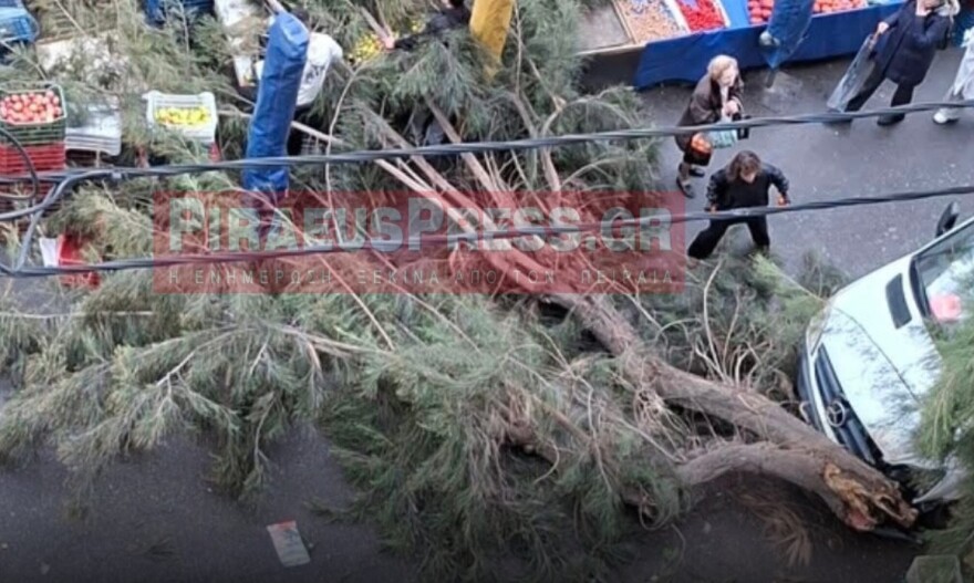 Τεράστιο δέντρο έπεσε σε λαϊκή στον Πειραιά, από θαύμα δεν υπήρξαν θύματα: Δείτε φωτογραφία