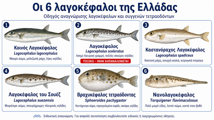 Τα έξι είδη λαγοκεφάλων που υπάρχουν στις ελληνικές θάλασσες, τα χαρακτηριστικά τους και ποιο είναι το πιο επικίνδυνο 