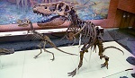 Αμερικάνος παραδέχτηκε ότι συμμετείχε σε λαθρεμπόριο σκελετών δεινοσαύρων