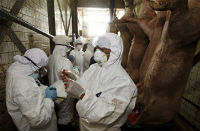Νέα συμπτώματα του ιούH1N1«η γρίπη των χοίρων» στην Νορβηγία.