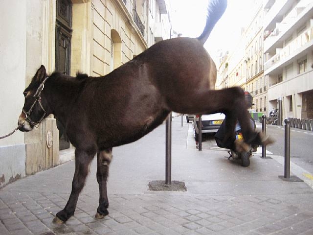 Θέλει να σκοτώσει ζώα με βαριοπούλα σε έκθεση! Πιάστε τον!