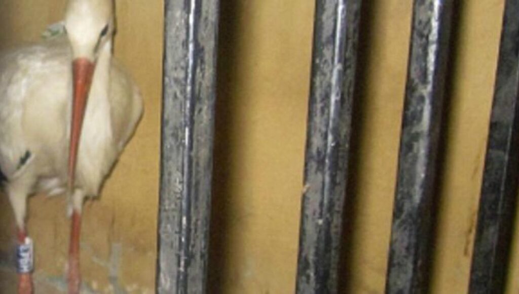 «Ζώα συλλαμβάνονται για κατασκοπία»!