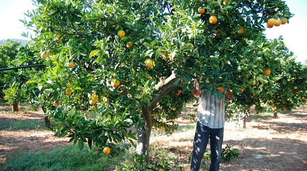«Σπείρες» Αλβανών κατακλέβουν τα εσπεριδοειδή στην επαρχία