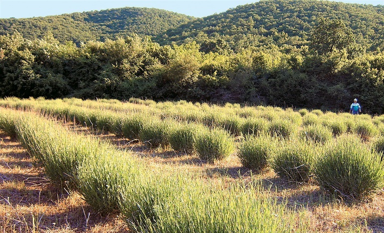 «Φρένο» από ΣτΕ στην καταπάτηση δημοσίων εκτάσεων με τη μέθοδο της καλλιέργειας