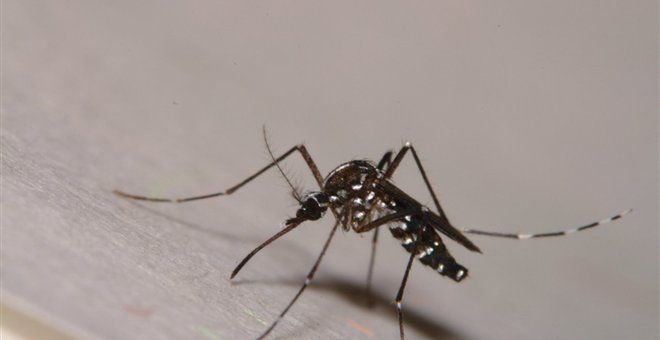 NYT: Επώδυνος ιός από την Ασία «ταξίδεψε», μέσα σε δύο μήνες, από το ένα ημισφαίριο στο άλλο