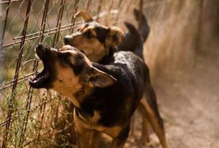Φρίκη: Δύο σκυλιά σκότωσαν και διαμέλισαν 76χρονη στην Ερέτρια