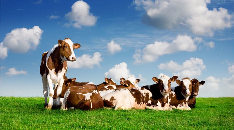 Αναγκαστική προσγείωση αεροπλάνου στην Ιρλανδία εξαιτίας … αερίων από αγελάδες