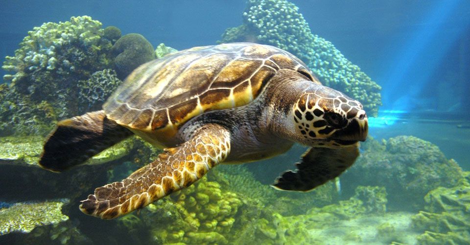 Οι Φιλιππίνες συνέλαβαν κινεζικό αλιευτικό με 500 χελώνες