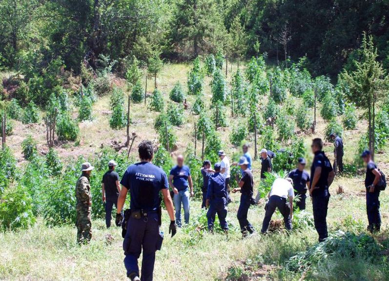 Καλλιεργούσε κάνναβη στο ποιμνιοστάσιό του