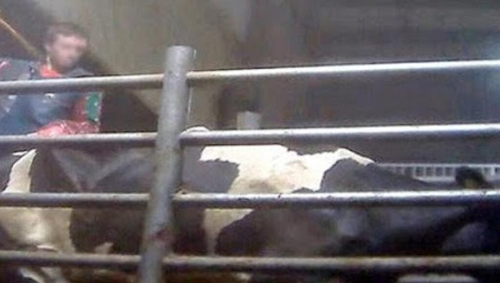 Βίντεο φρίκης: Κακοποίηση ζώων από θρασύδειλα ανθρωπάκια σε εργοστάσιο στον Καναδά