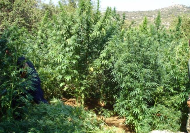 Χασισόδενδρα ύψους 3μ. είχε ο 55χρονος στις Σέρρες