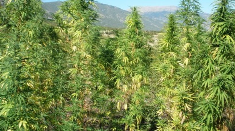 Χασισοφυτεία με 351 δενδρύλλια βρέθηκε στη Μεσσηνία