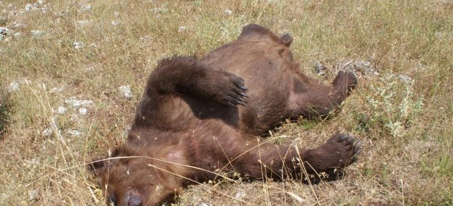 Ανθρωπόμορφα κτήνη σκοτώνουν αρκούδες στις Πρέσπες [εικόνες]