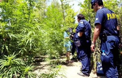 Κιλκίς: Σχεδόν 3 μέτρα ύψος είχαν φτάσει τα δενδρύλλια κάνναβης