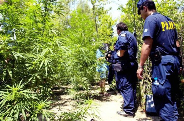 Φυτεία με 42 δενδρύλλια ινδικής κάνναβης εντοπίστηκε στην Κρήτη