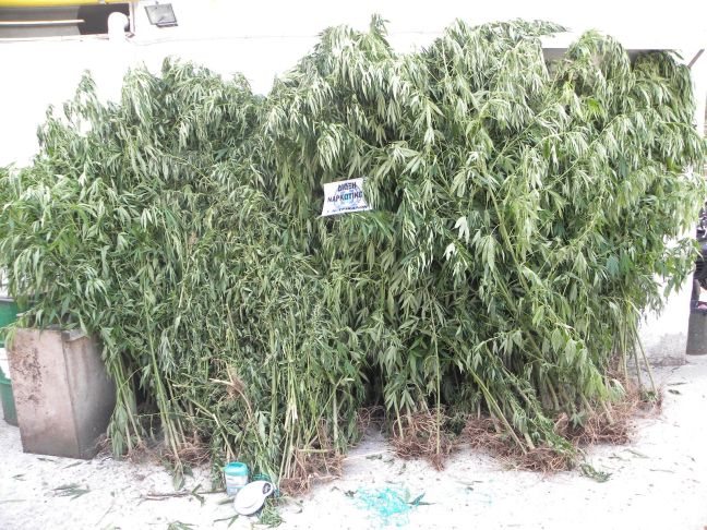 Η διήμερη επιχείρηση έβγαλε λαβράκι – Το ελικόπτερο εντόπισε τη χασισοφυτεία
