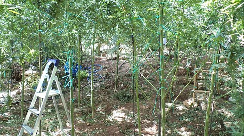 Ελικόπτερο εντόπισε χασισοφυτεία με πλούσια πειστήρια