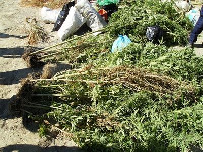 Πώς η ΕΛ.ΑΣ έφθασε στους δύο κρητικούς για την χασισοφυτεία-μαμούθ