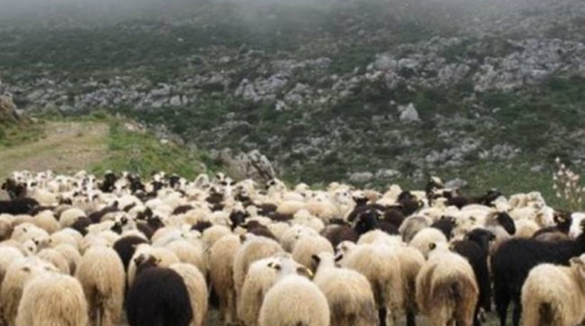 Κορινθία: 16χρονος Τσιγγάνος έκλεβε ζώα και έκανε εκβιασμούς