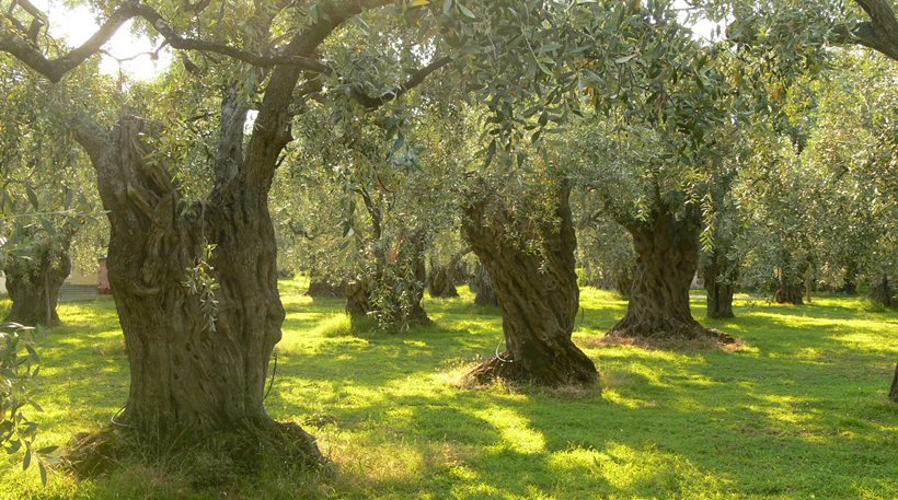 Ιεράπετρα: Άρπαζε ελιές και εργαλεία από κτήματα