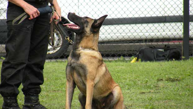 Αστυνομικός σκύλος εντόπισε ένα κιλό κάνναβη σε σπίτι στην Περαία