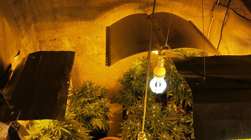 Δύο συλλήψεις για καλλιέργεια και εμπορία κάνναβης στην Πάτρα