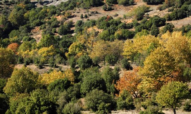 Έκλεβαν δένδρα από χωράφια στη Βέροια