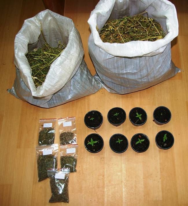 Ορεστιάδα: Δύο συλλήψεις για κατοχή και καλλιέργεια κάνναβης