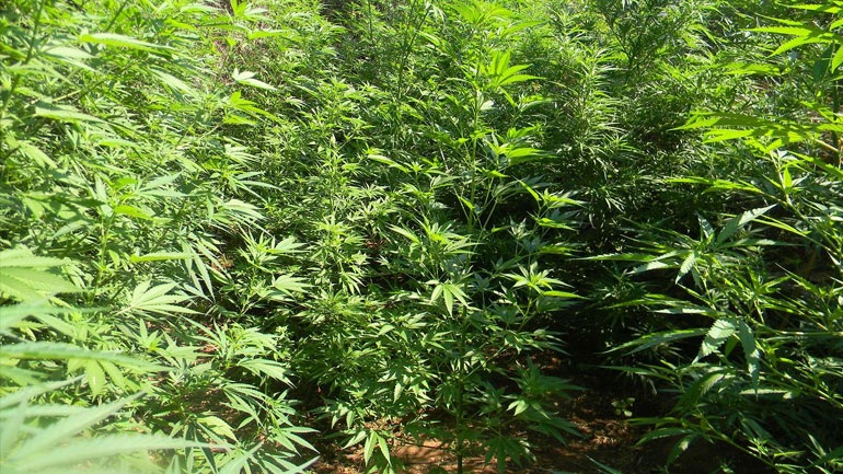 Εντοπίστηκε χασισοφυτεία στα Χανιά