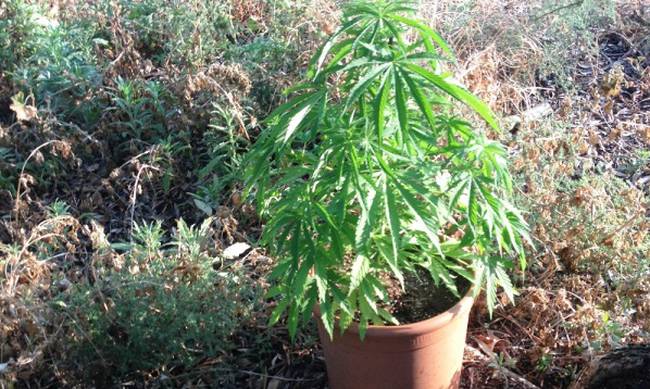 Αιτωλικό: Σύλληψη 28χρονου για καλλιέργεια κάνναβης