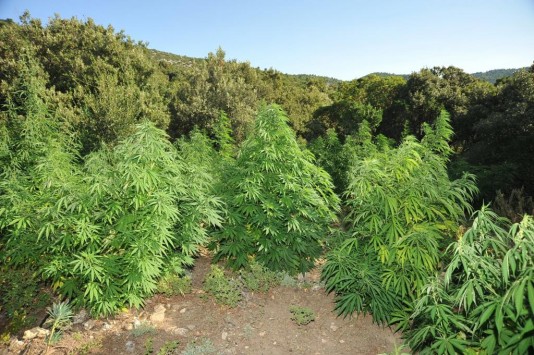 Κομοτηνή:Στην αυλή του σπιτιού τους τα δενδρύλλια κάνναβης έφταναν τα 160 cm