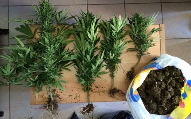 Καλλιεργούσε στο σπίτι του 26 δενδρύλλια κάνναβης