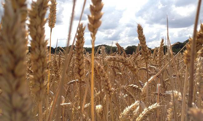 Ξάνθη: Μάζευε… γυμνός σιτάρι από ξένο χωράφι!
