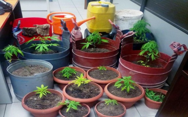 Λάρισα: Μετέτρεψε εγκαταλελειμμένο εργοστάσιο σε φυτώριο… χασίς