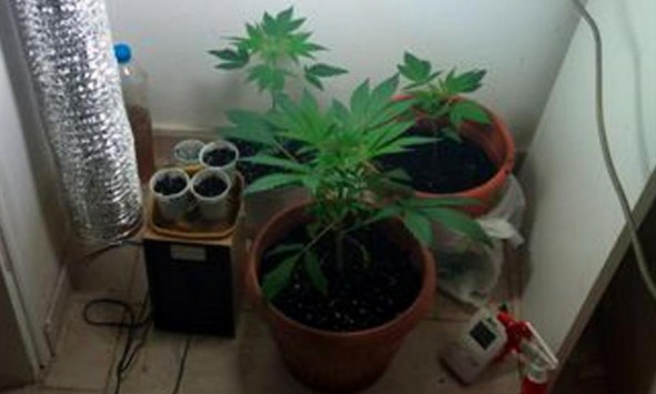 Κρήτη: Σύλληψη 52χρονου Αυστριακού για καλλιέργεια κάνναβης