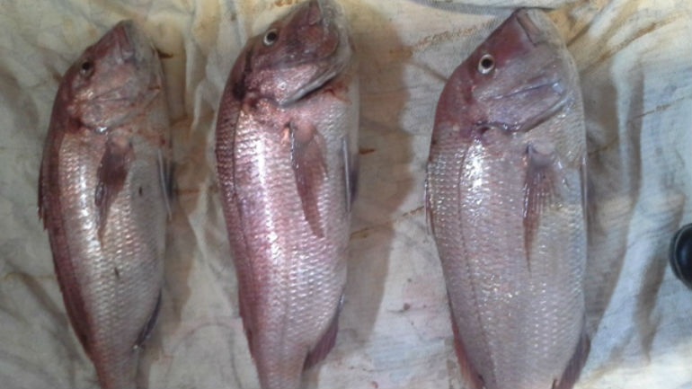 Σκιάθος: Κατασχέθηκαν 17 κιλά φαγκρί από σκάφος ψαρά