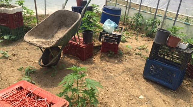 Γρεβενά: Καλλιεργούσε χασισόδεντρα στο θερμοκήπιο