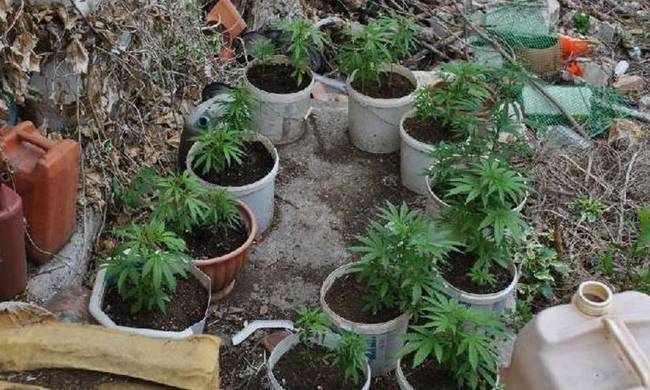 Χανιά: Κάνναβη σε γλάστρες καλλιεργούσε 54χρονος