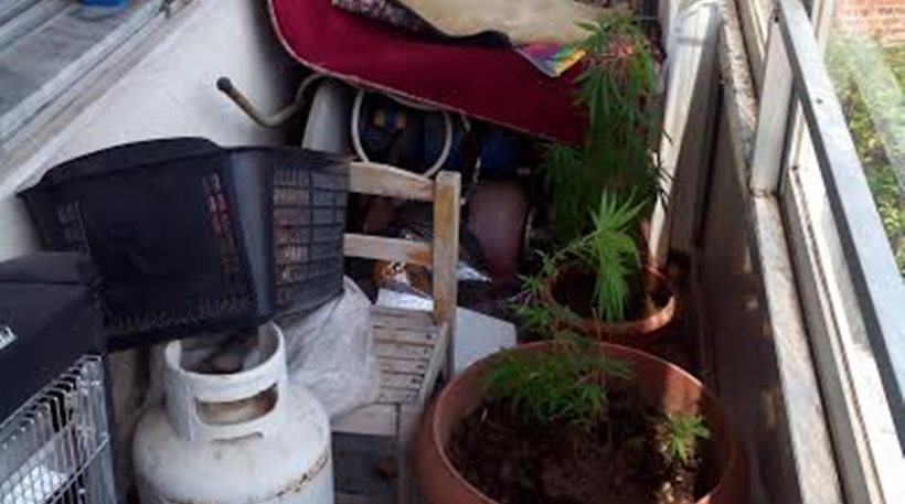 Γρεβενά: Καλλιεργούσε χασισόδεντρα σε δυο σπίτια και στο εξοχικό!