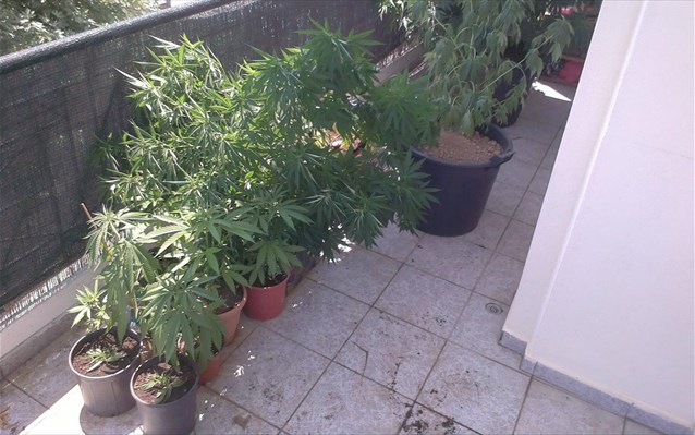 Σύλληψη 27χρονου στα Τρίκαλα για καλλιέργεια κάνναβης