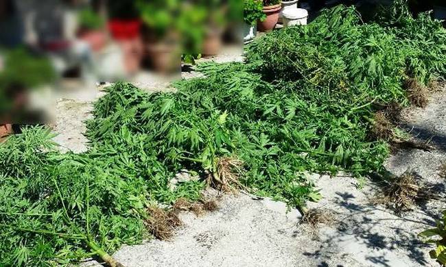 Μαγνησία: Συνελήφθησαν πατέρα και γιος για καλλιέργεια κάνναβης