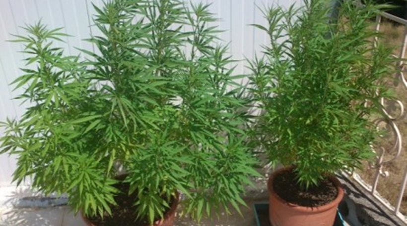 Χασίς και δενδρύλλια σε σπίτι στην Χίο