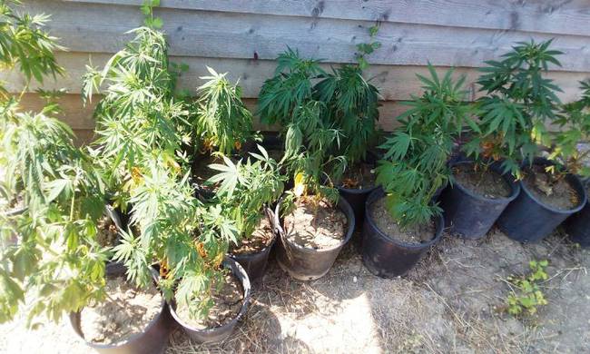 Λίμνη Ευβοίας: Συνελήφθη 58χρονος για καλλιέργεια κάνναβης