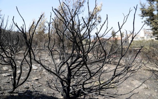 Υμηττός, η επόμενη ημέρα της πυρκαγιάς [εικόνες]