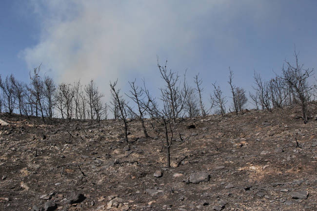 Βοιωτία: Πυρκαγιά στο Δίστομο