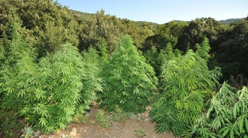 Ρόδος: Σε έξι σημεία καλλιεργούσε χασισόδεντρα