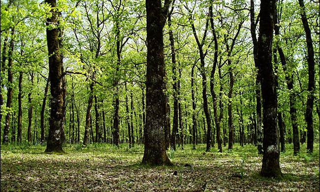 Απαγόρευση κυκλοφορίας σε ευαίσθητες και δασικές περιοχές στο Ρέθυμνο