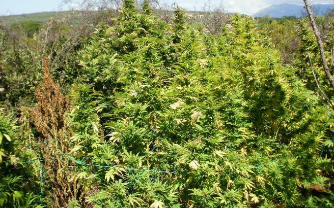 Εντοπίστηκε χασισοφυτεία με 1.142 δενρύλλια στον Αμάραντο Κόνιτσας