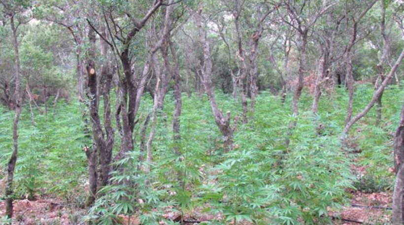 Εντόπισαν «δάσος» με 1.300 χασισόδεντρα! (εικόνες)