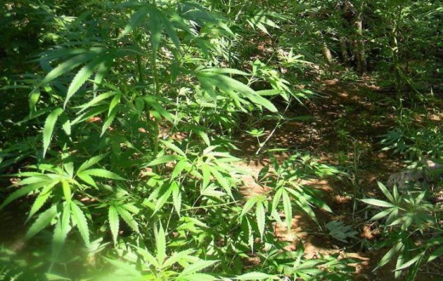 Αν καιγόταν η Άμφισσα θα… μαστούρωνε ολόκληρη η Ελλάδα!